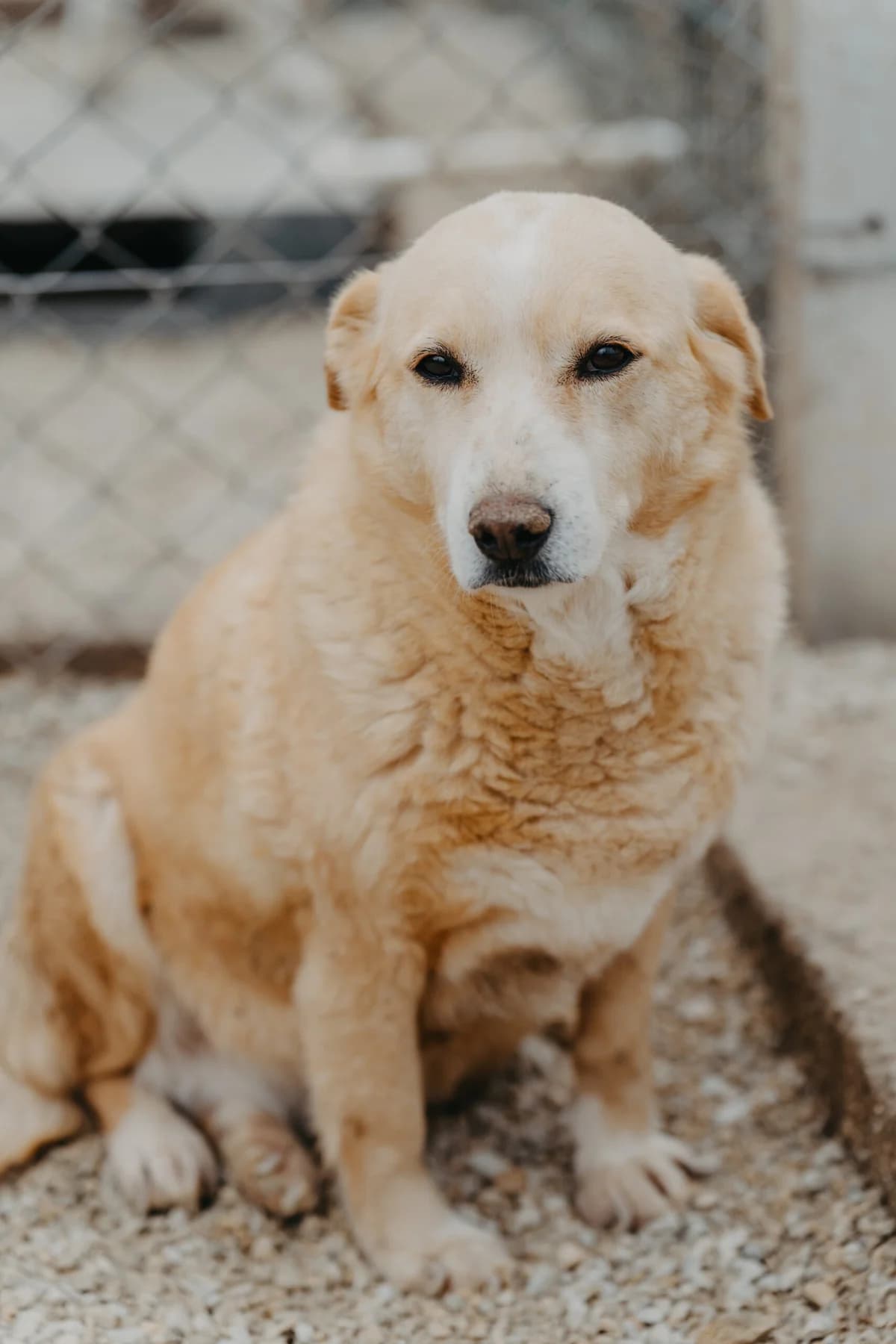 Çiçek, Mixed Breed (Care-4-life e.V.)