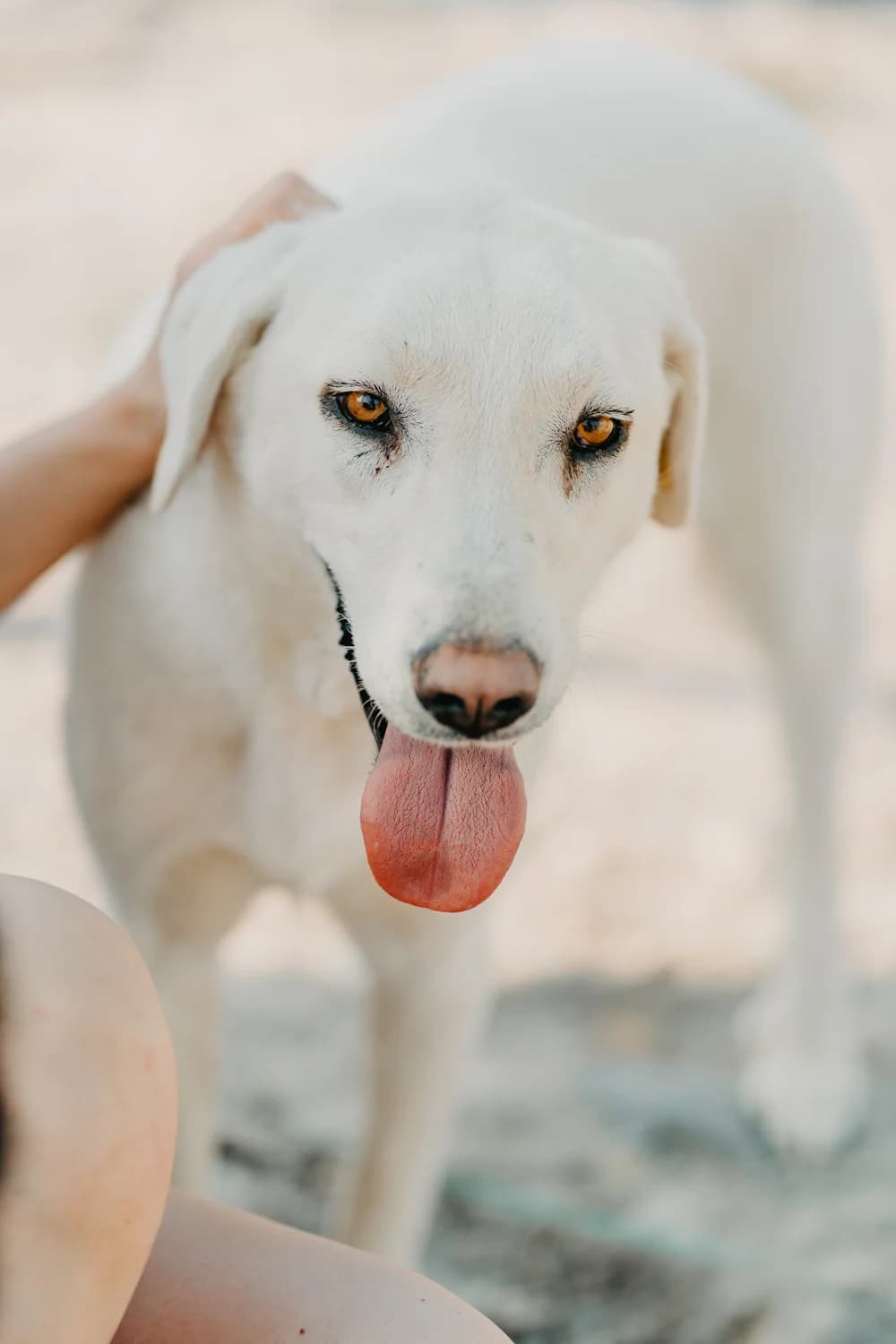 Akçakiz, Mixed Breed (Care-4-life e.V.)