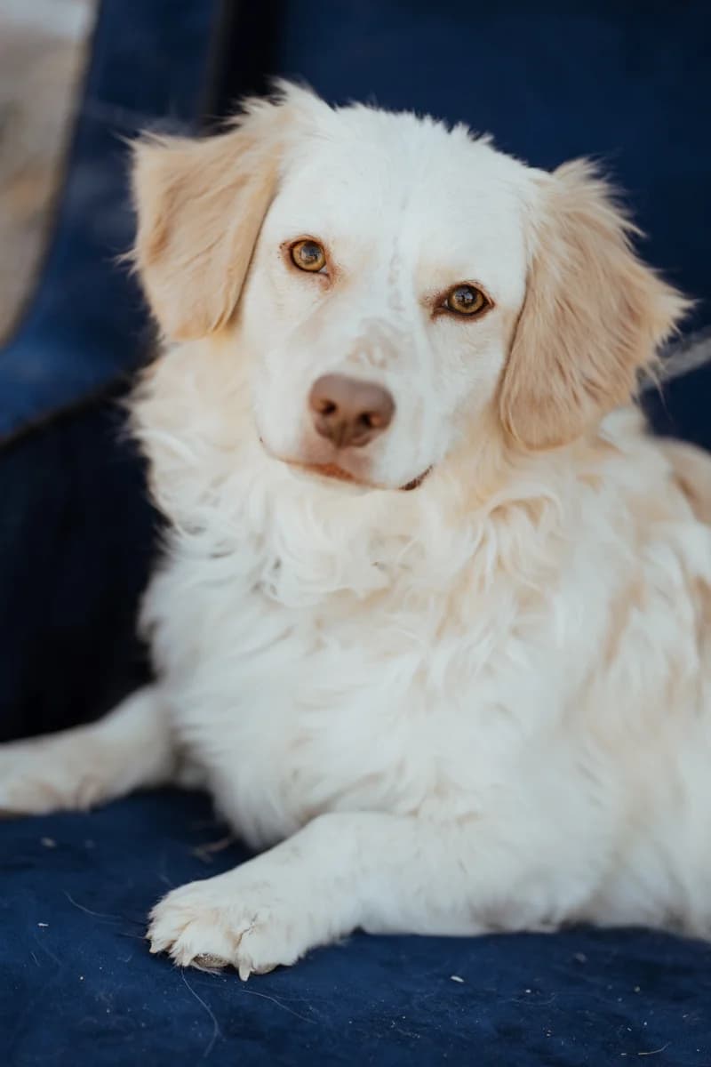 Ziya, Mixed Breed (Care-4-life e.V.)