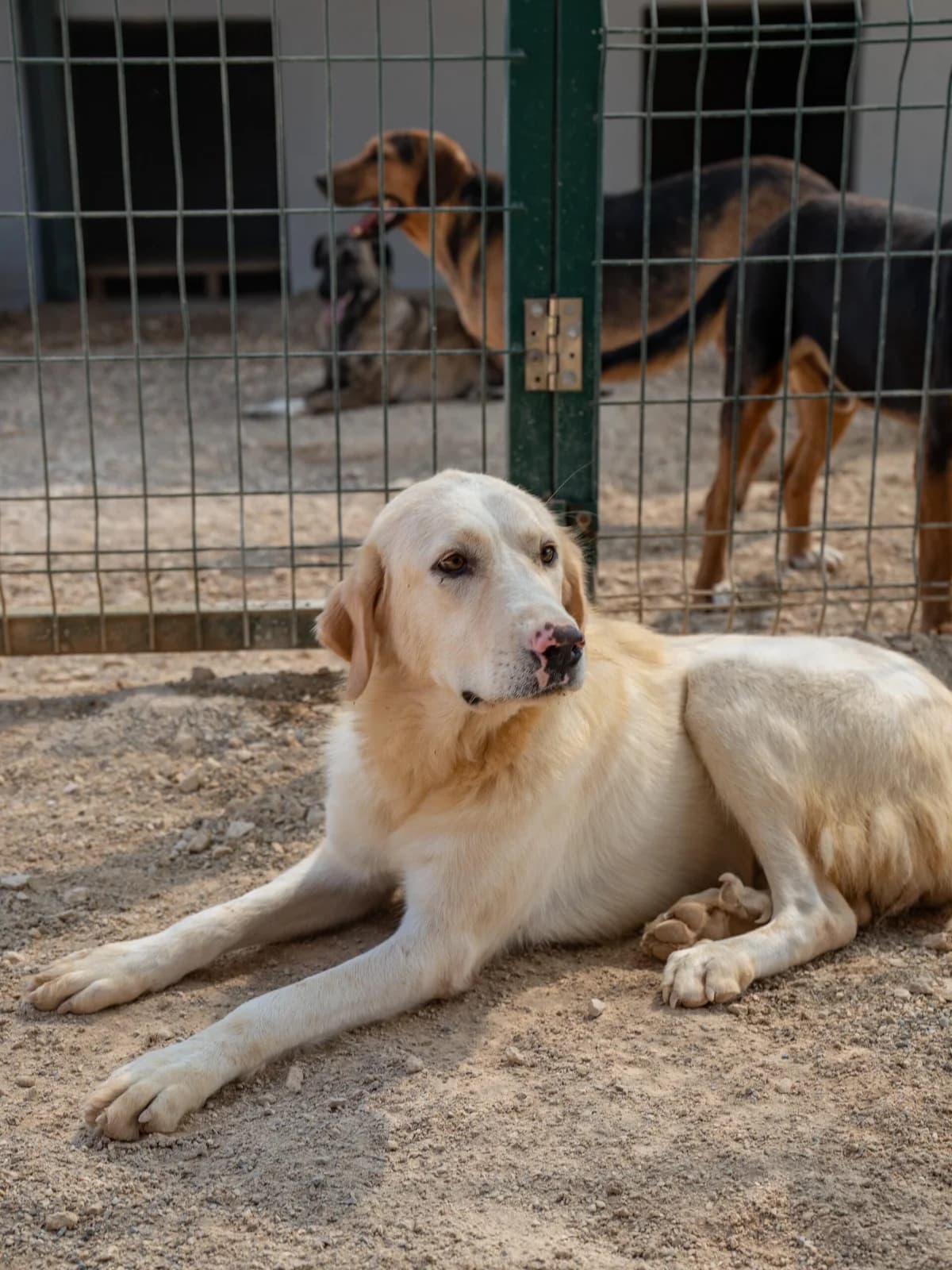Giana, golden female 4yo Golden Retriever for adoption at Care-4-life e.V., Stuttgart
