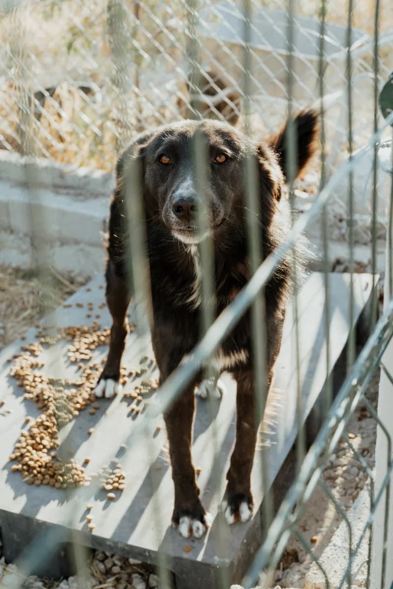 Dark, Mixed Breed (Care-4-life e.V.)