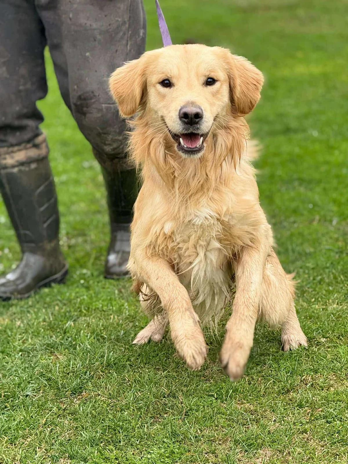 Pante, golden male young Golden Retriever for adoption at Care-4-life e.V., Stuttgart