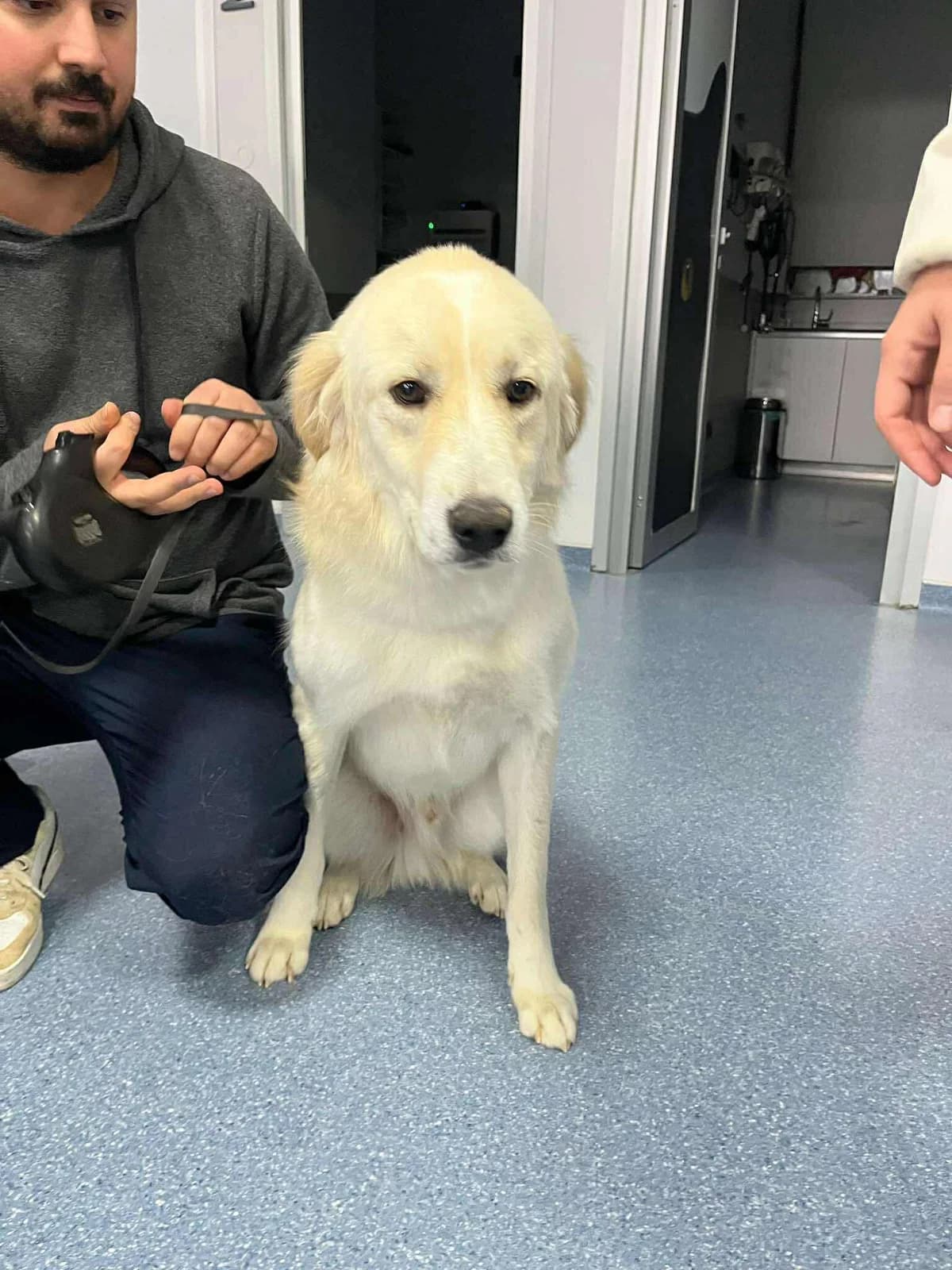 Tommy, golden male young Golden Retriever for adoption at Care-4-life e.V., Stuttgart