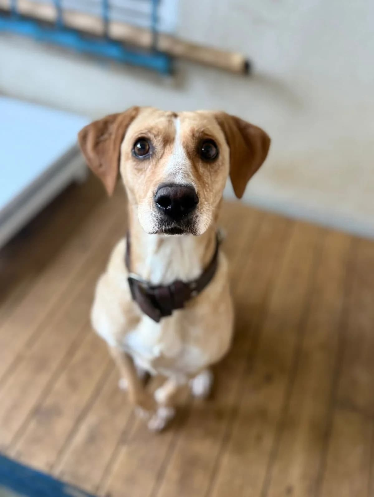 Suzi, Mixed Breed (Care-4-life e.V.)