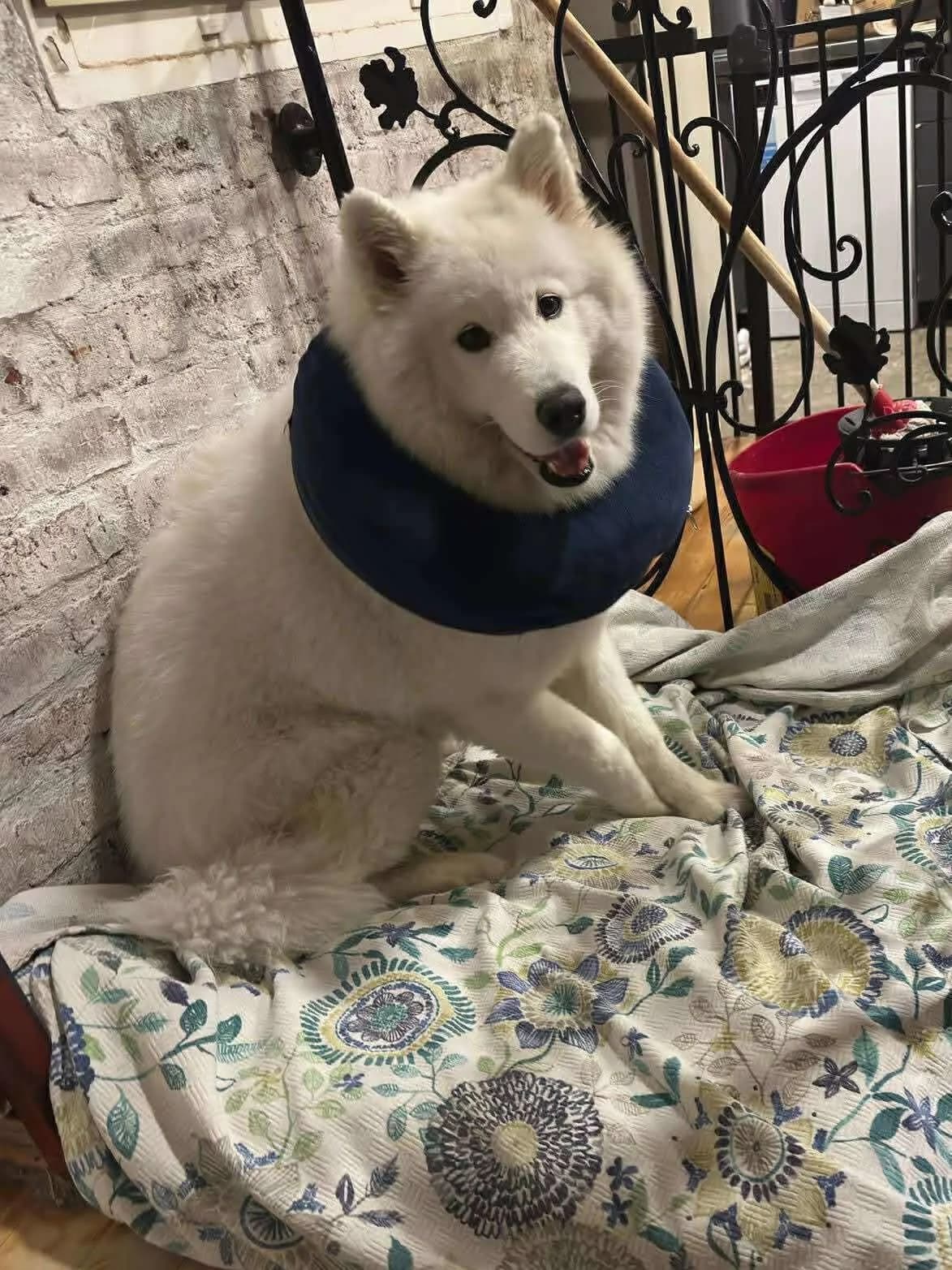 Roxy, Mixed Breed (Care-4-life e.V.)