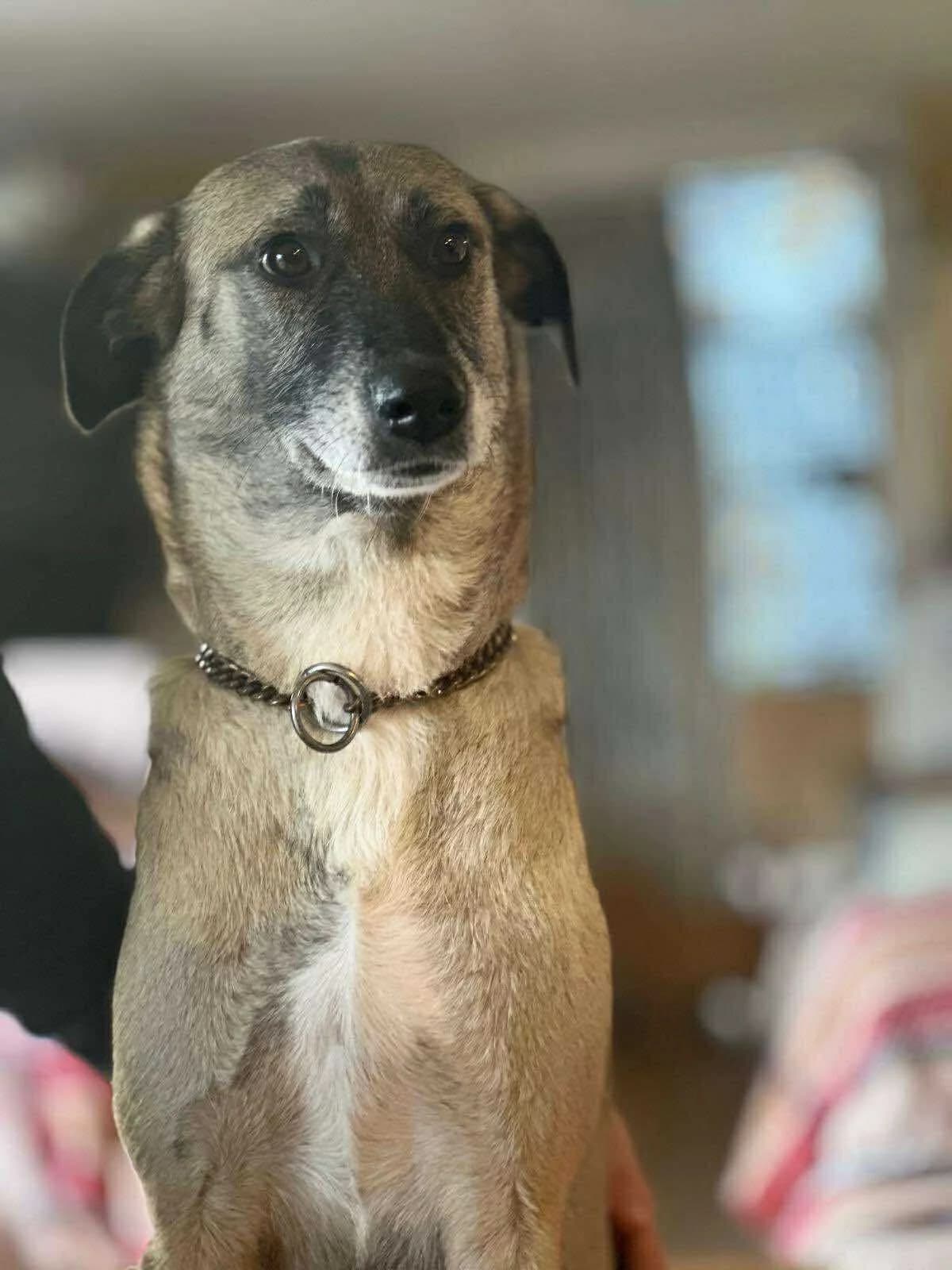 Jenny, Mixed Breed (Care-4-life e.V.)