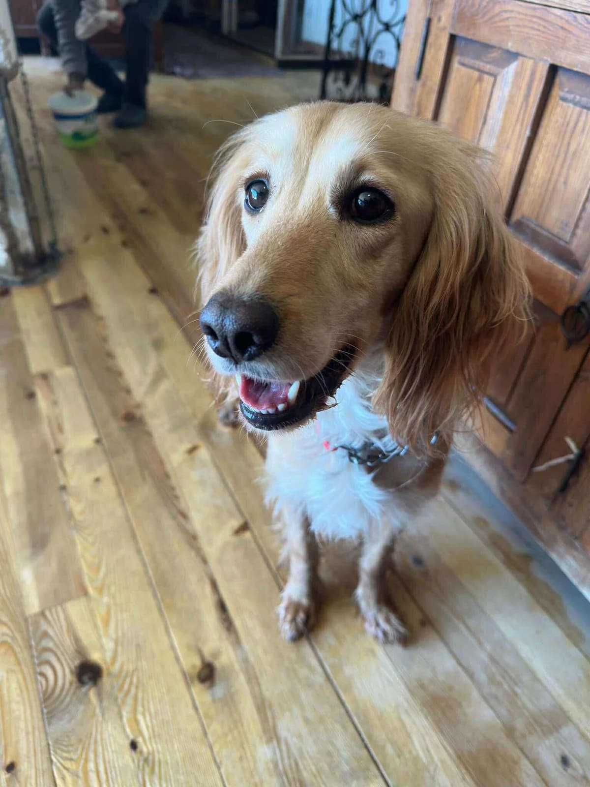 Sunny, female 4yo Cocker Spaniel for adoption at Care-4-life e.V., Stuttgart