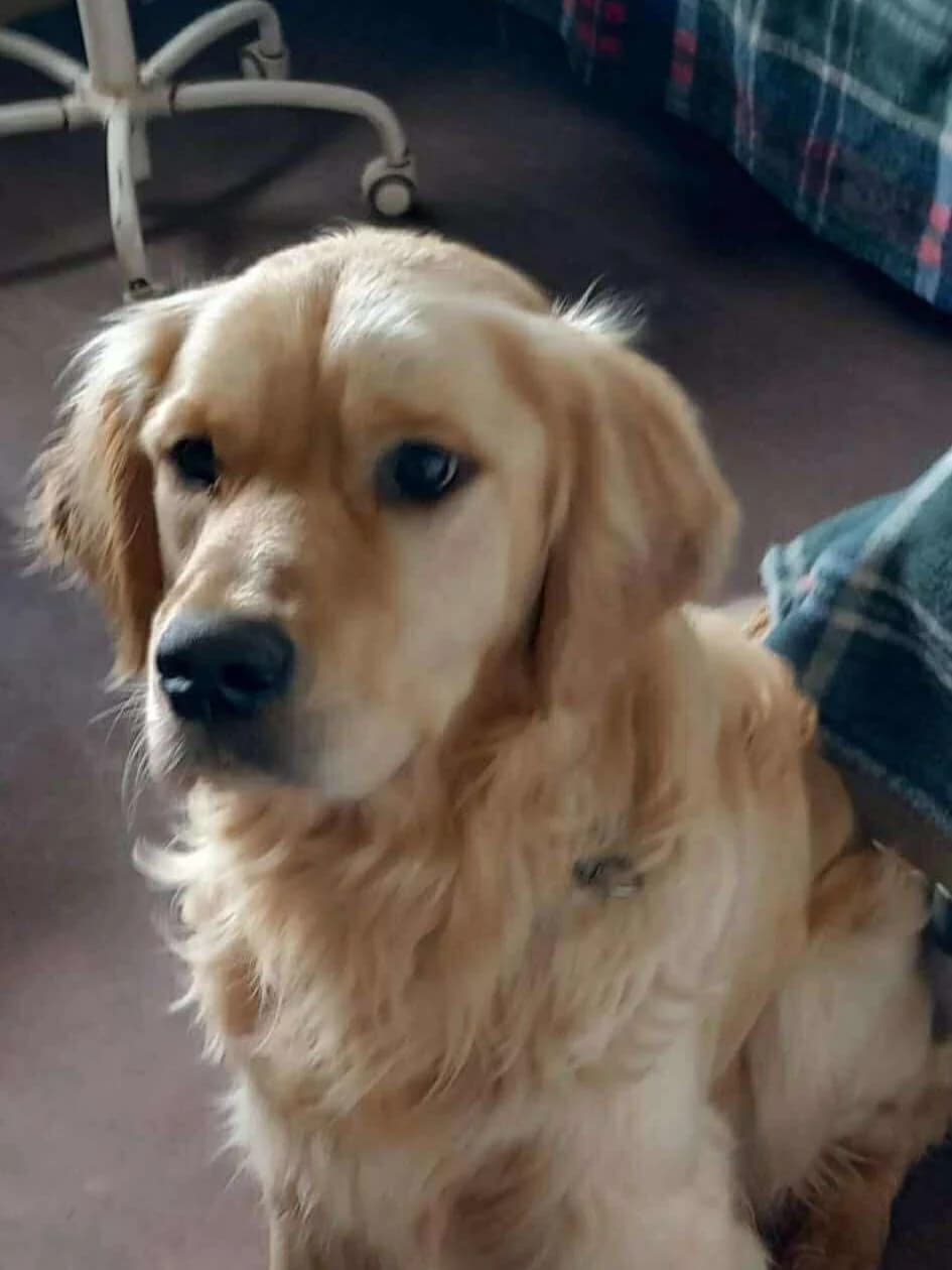 Mex, golden male young Golden Retriever for adoption at Care-4-life e.V., Stuttgart