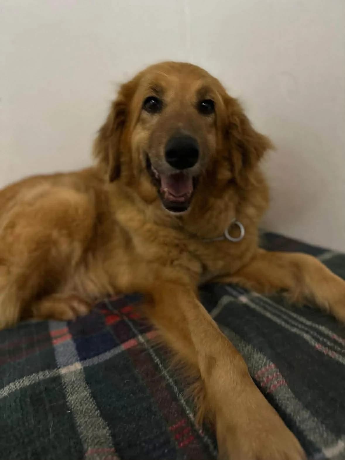 Mia, golden female 4yo Golden Retriever for adoption at Care-4-life e.V., Stuttgart