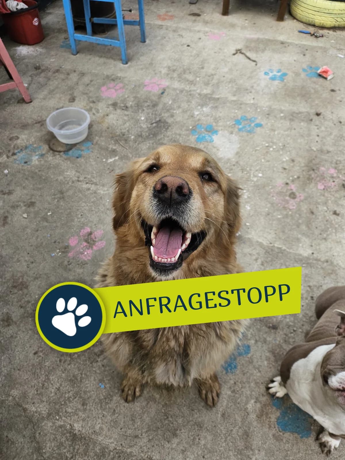 Kaju, weiß female 4yo Golden Retriever for adoption at Care-4-life e.V., Stuttgart