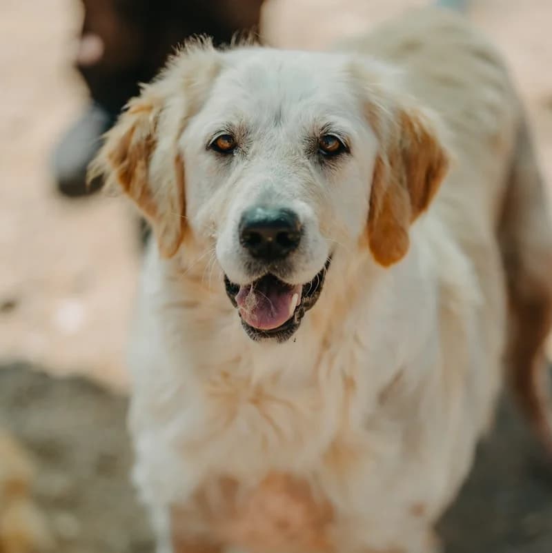 Pati, female 4yo Golden Retriever for adoption at Care-4-life e.V., Stuttgart