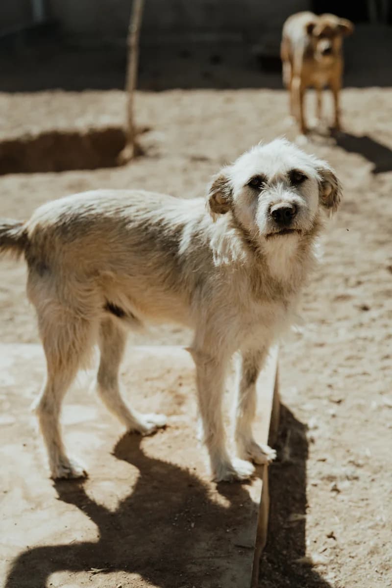 Safiro, male 4yo Mixed Breed for adoption at Care-4-life e.V., Stuttgart