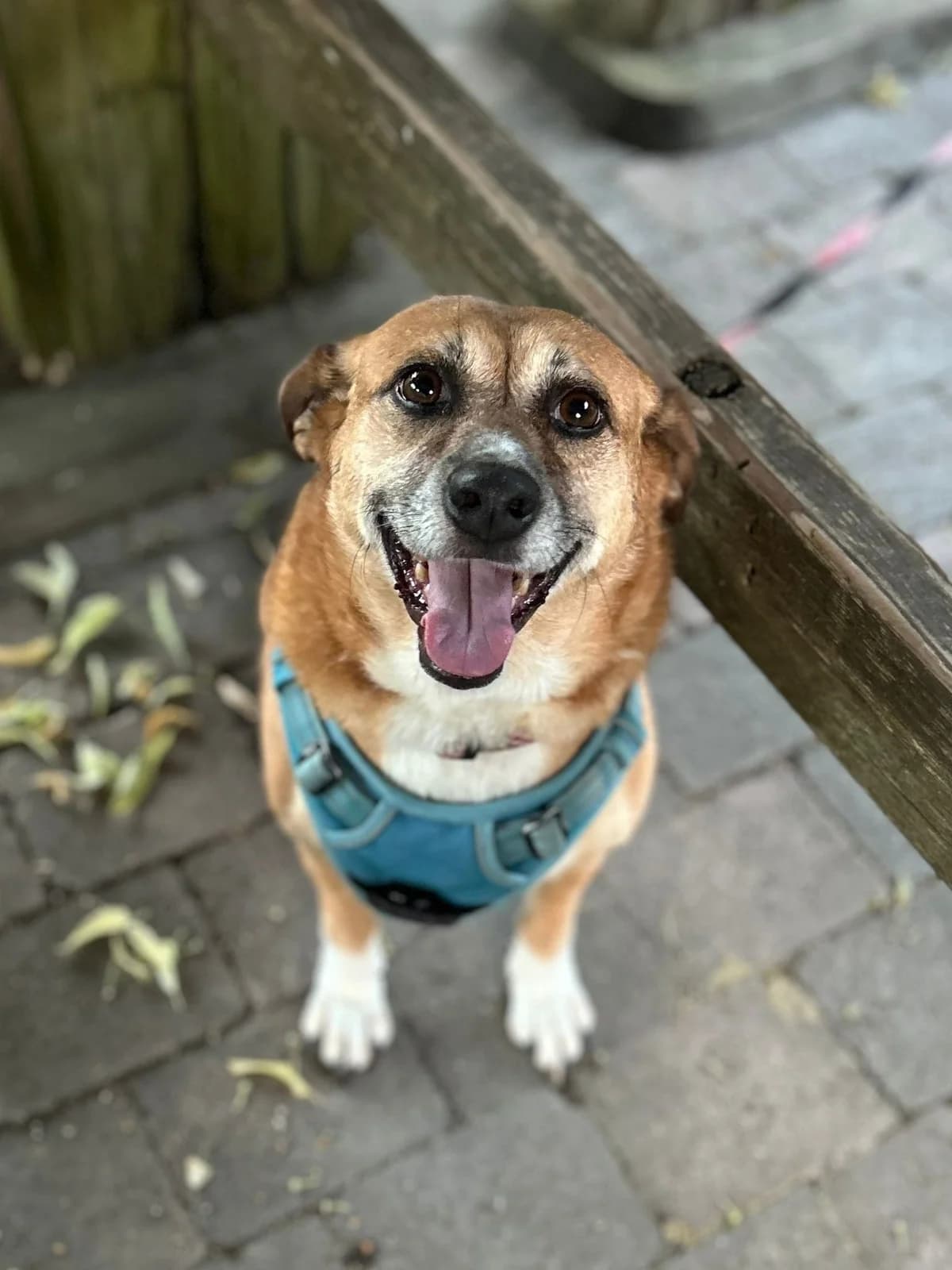 Nutmeg, female senior Mixed Breed for adoption at Care-4-life e.V., Stuttgart