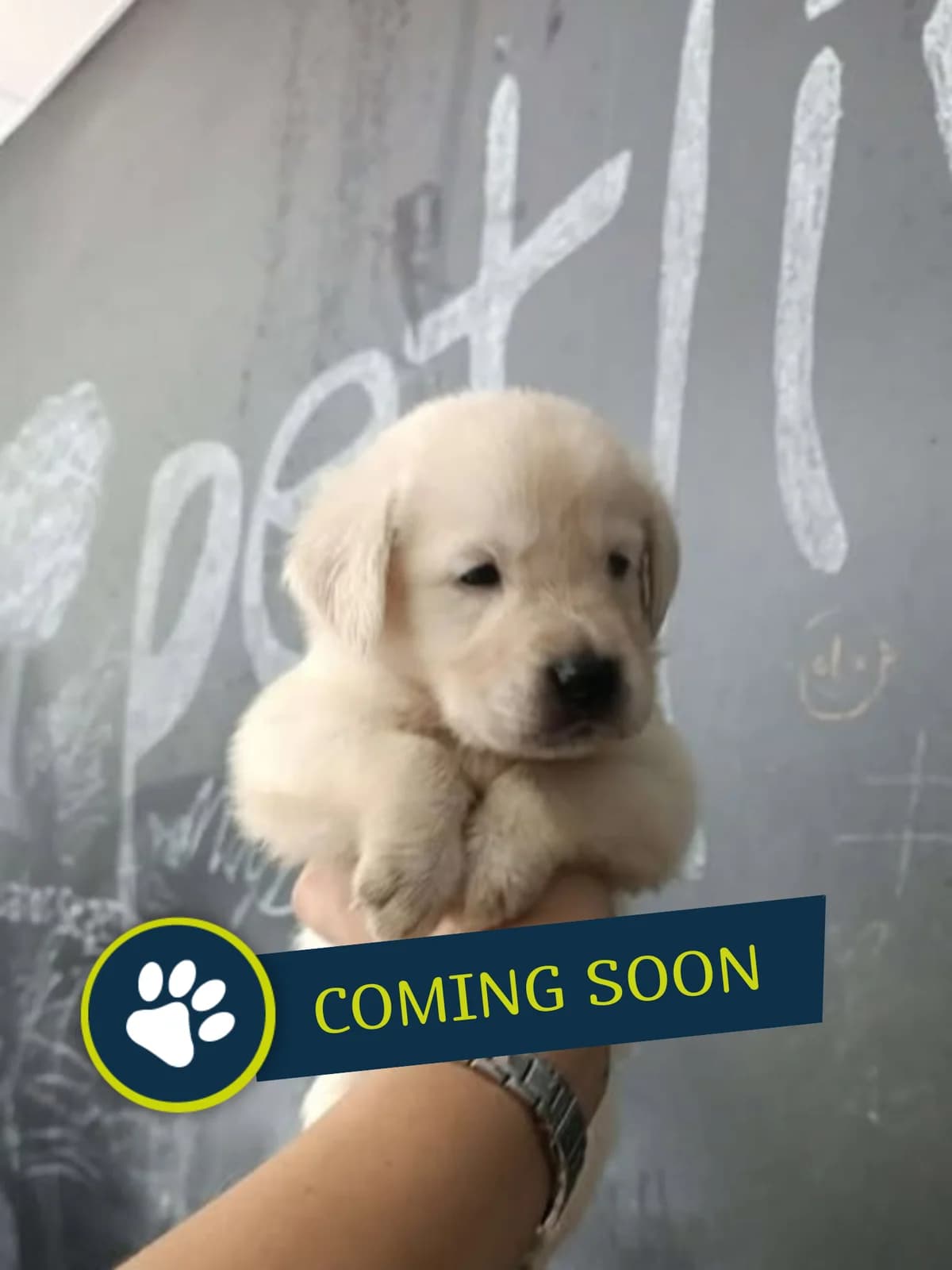 Welpe (männlich), male young Golden Retriever for adoption at Care-4-life e.V., Stuttgart
