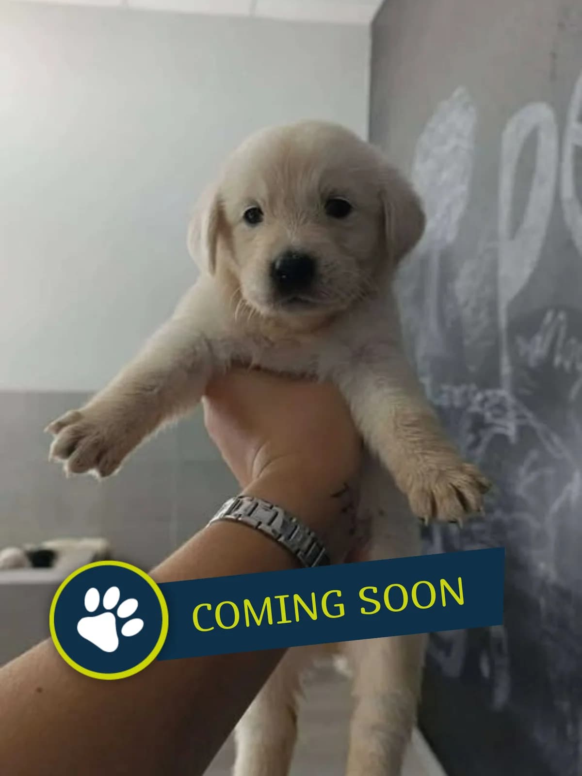 Welpe (weiblich), female young Golden Retriever for adoption at Care-4-life e.V., Stuttgart