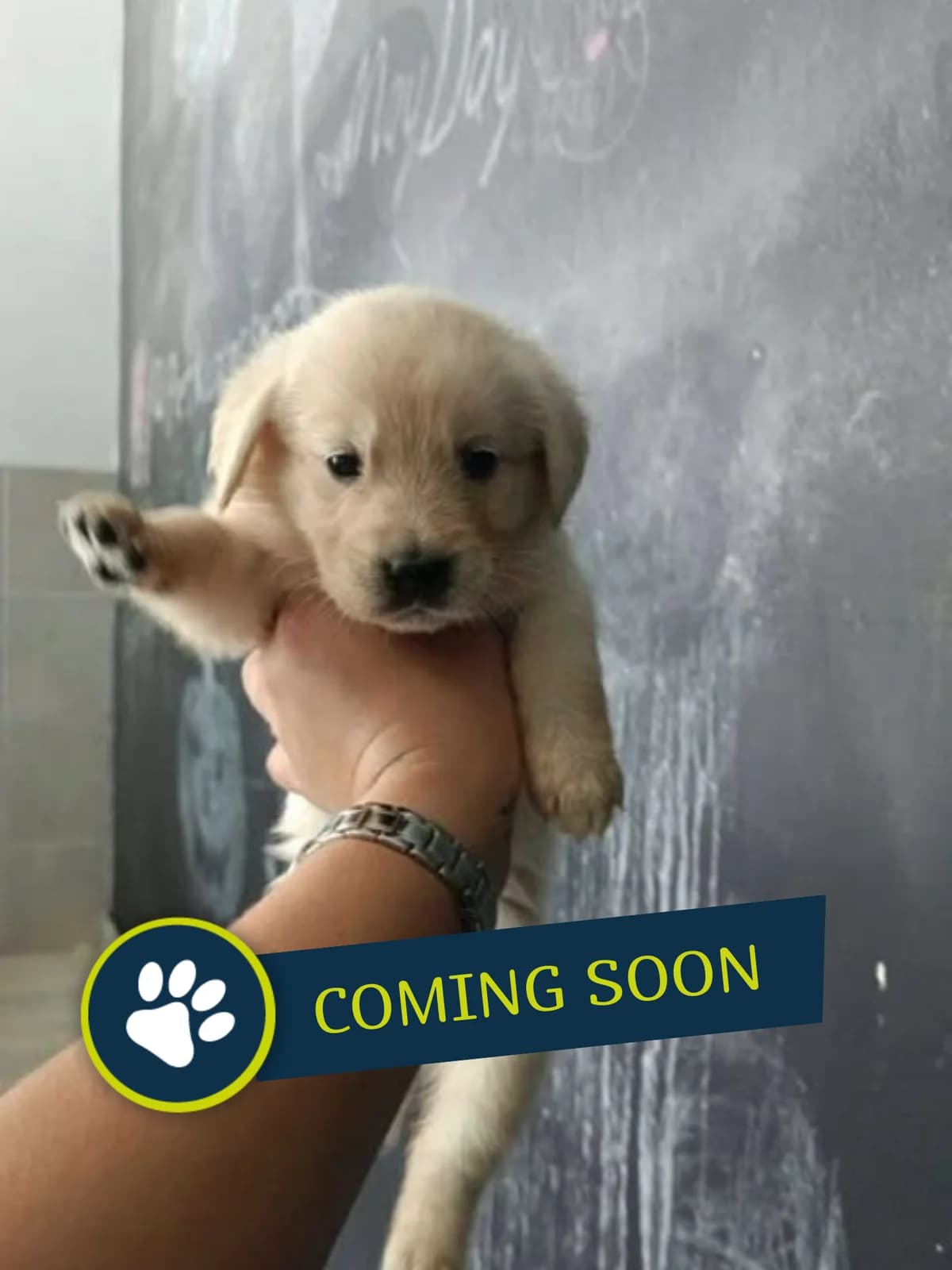 Welpe (weiblich), female young Golden Retriever for adoption at Care-4-life e.V., Stuttgart