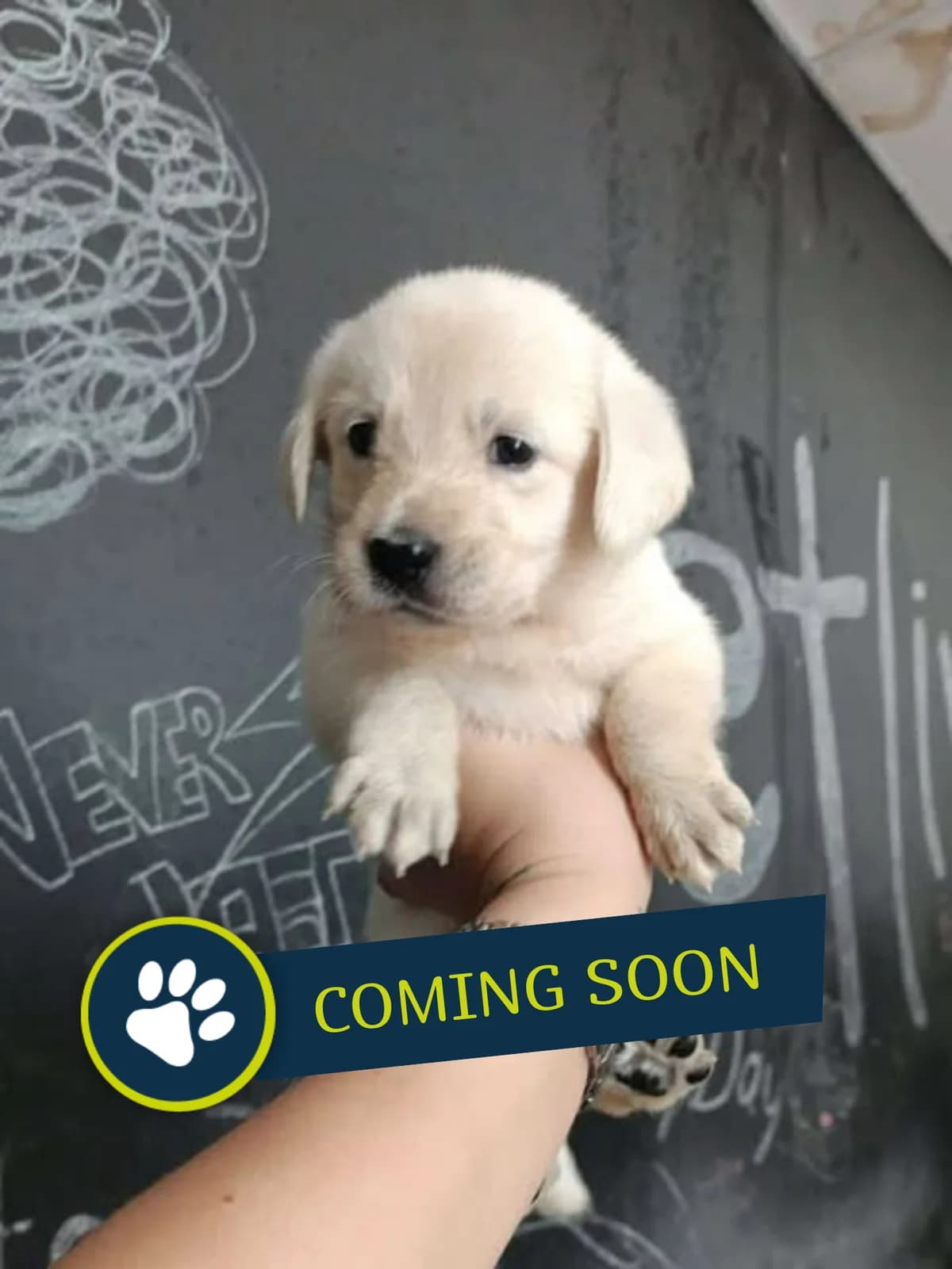 Welpe (weiblich), female young Golden Retriever for adoption at Care-4-life e.V., Stuttgart