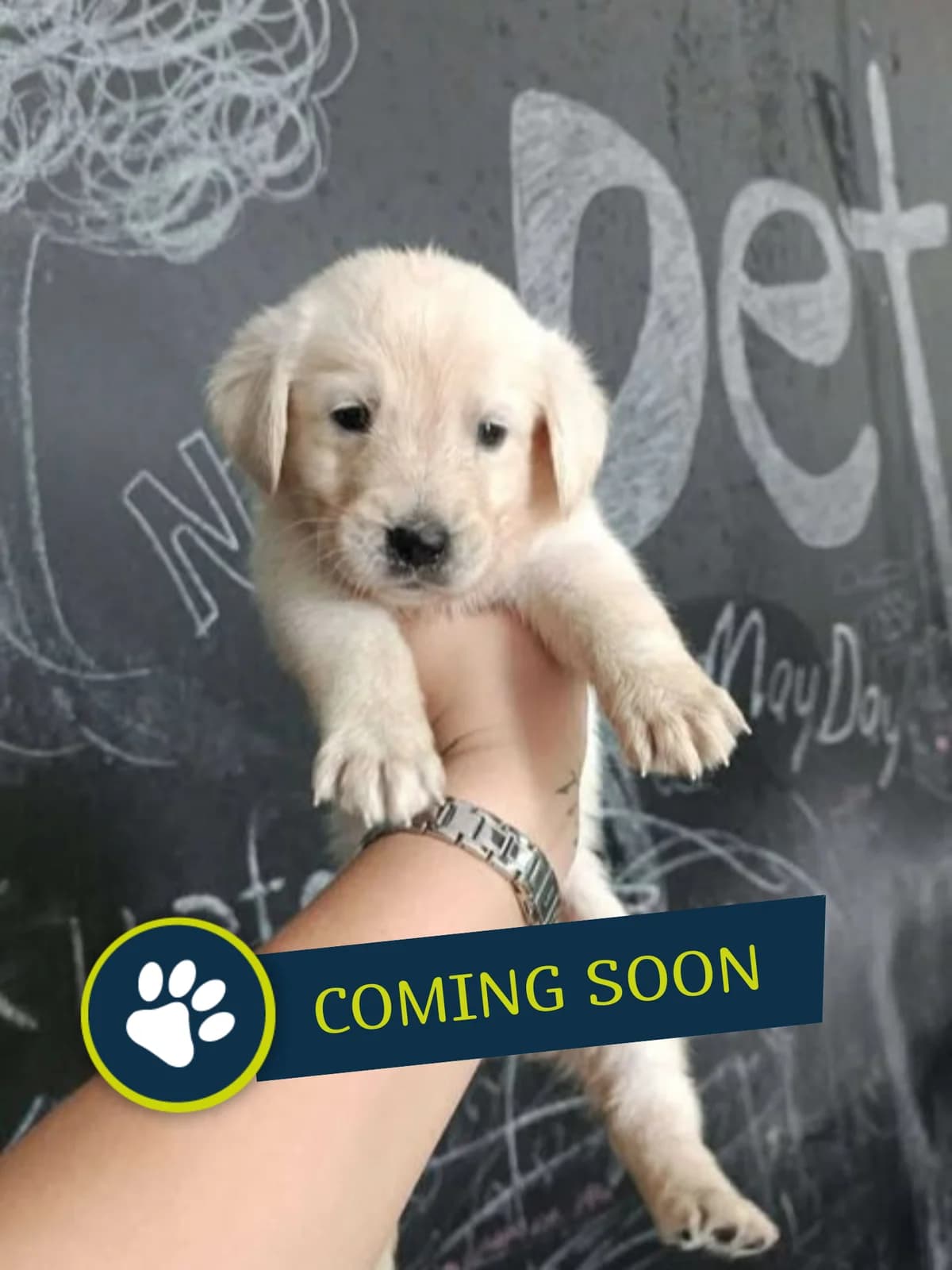 Welpe (weiblich), female young Golden Retriever for adoption at Care-4-life e.V., Stuttgart