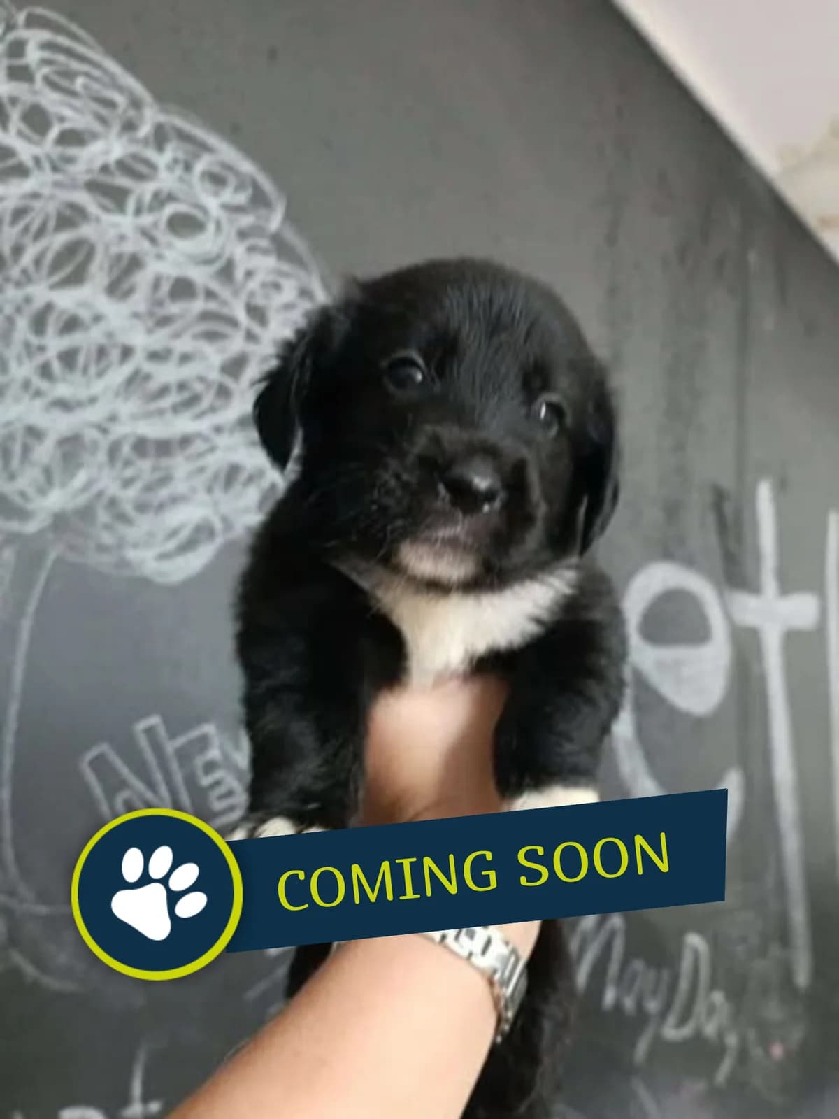 Welpe (weiblich), female young Golden Retriever for adoption at Care-4-life e.V., Stuttgart