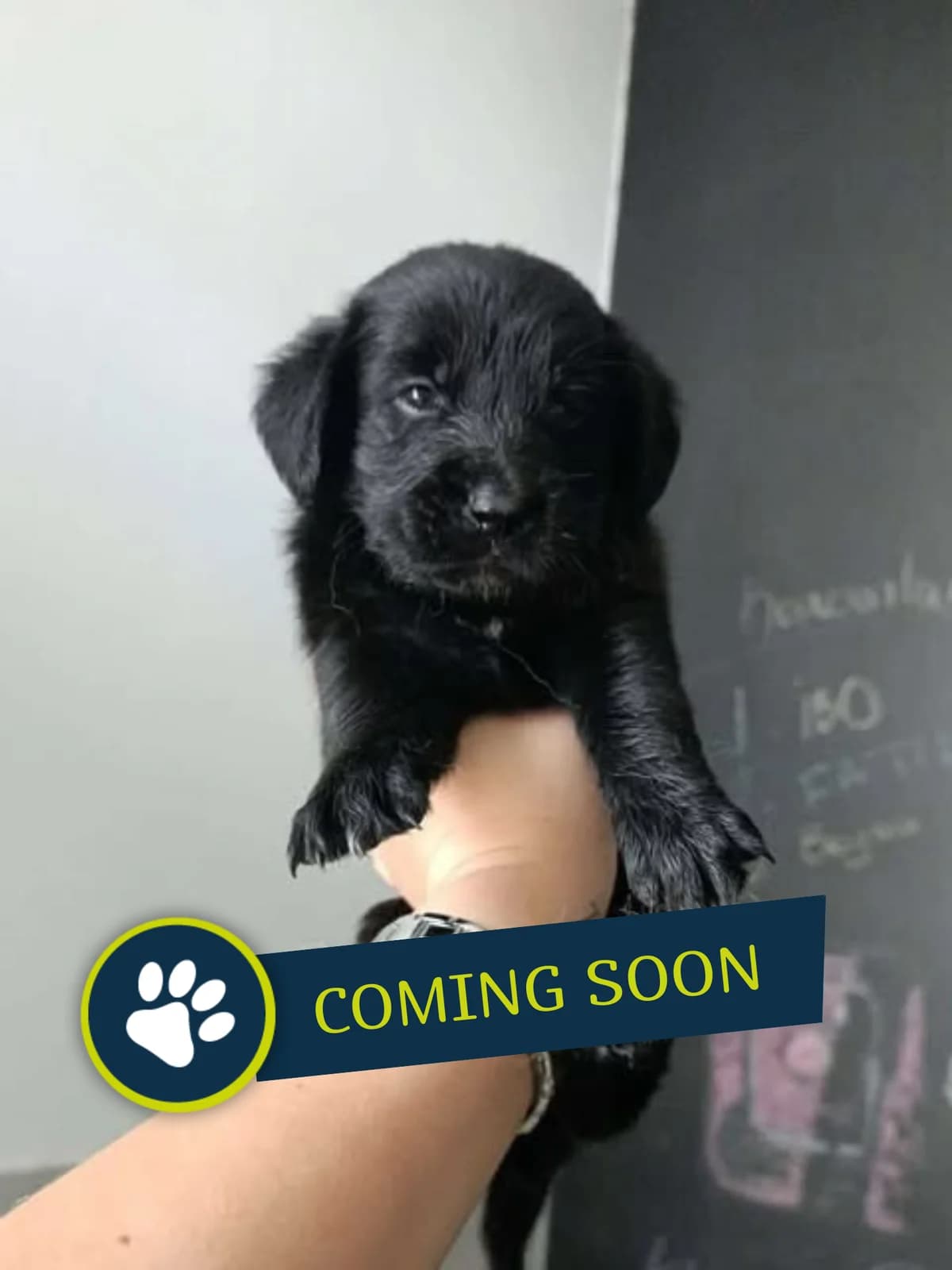 Welpe (weiblich), female young Golden Retriever for adoption at Care-4-life e.V., Stuttgart