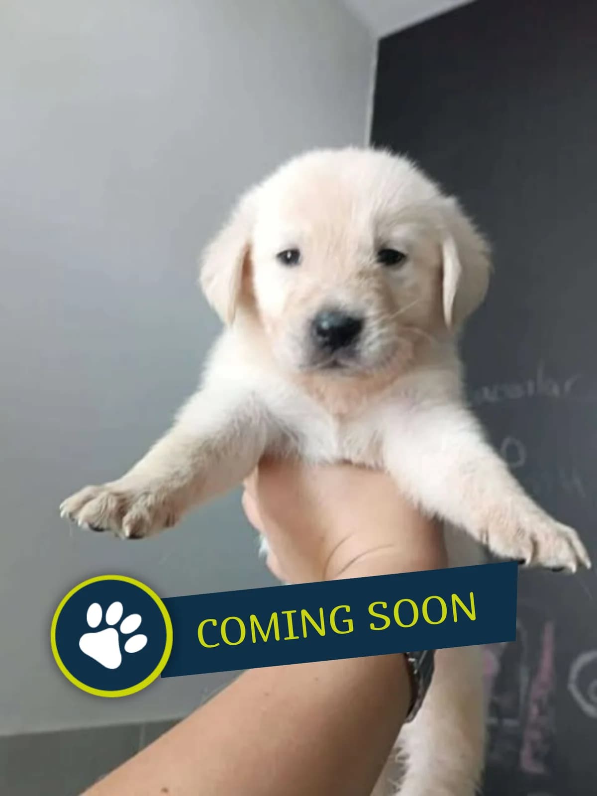 Welpe (männlich), male young Golden Retriever for adoption at Care-4-life e.V., Stuttgart