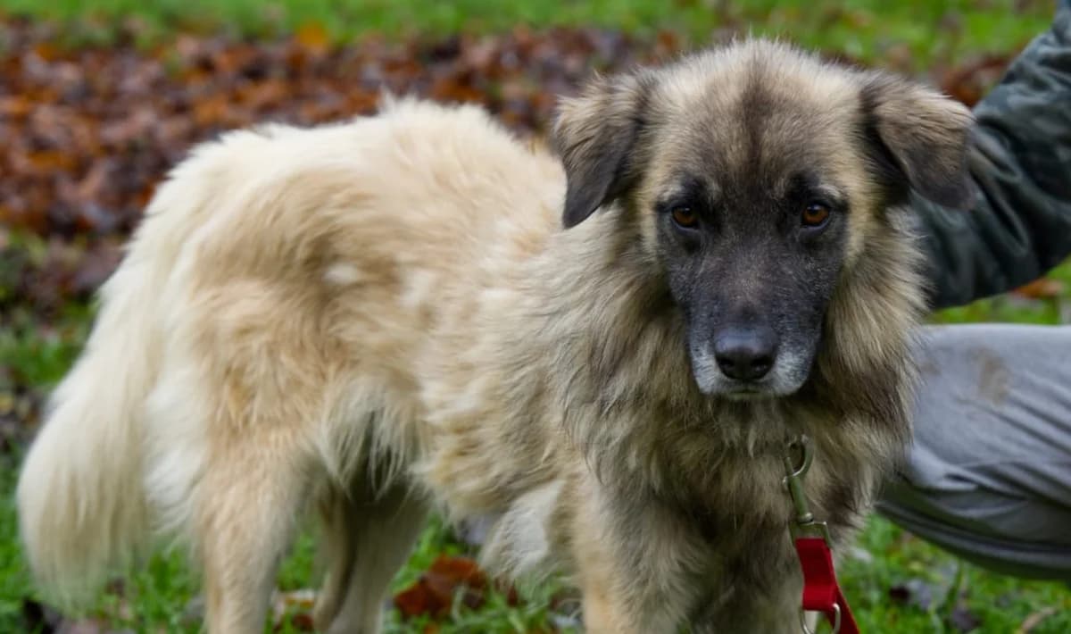 Benny möchte auch gerne ein eigenes Körbchen haben, male Mixed Breed for adoption at Casa Animale e.V.