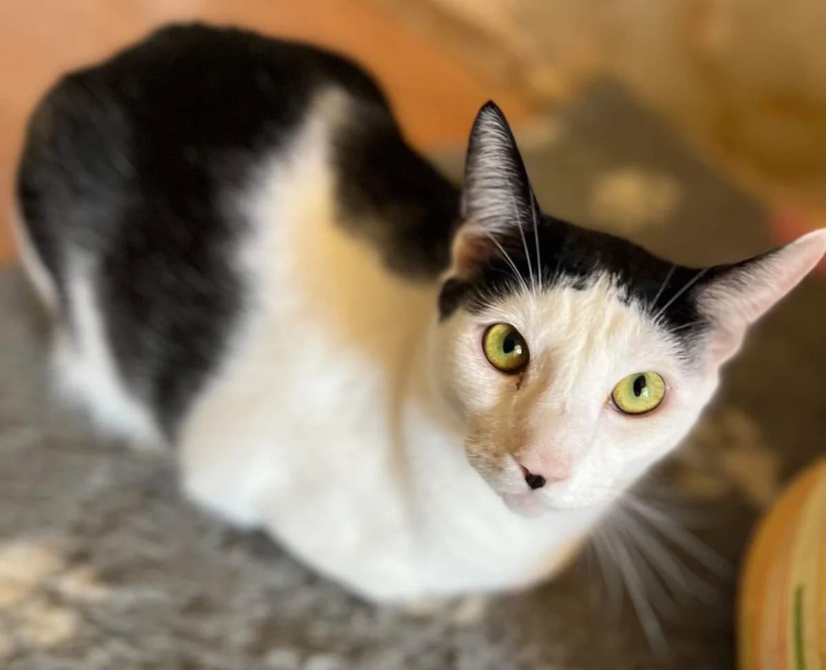 ASTERIX und OBELIX suchen neuen Dosenöffner! 🐈🐈, male Mixed Breed for adoption at Casa Animale e.V.