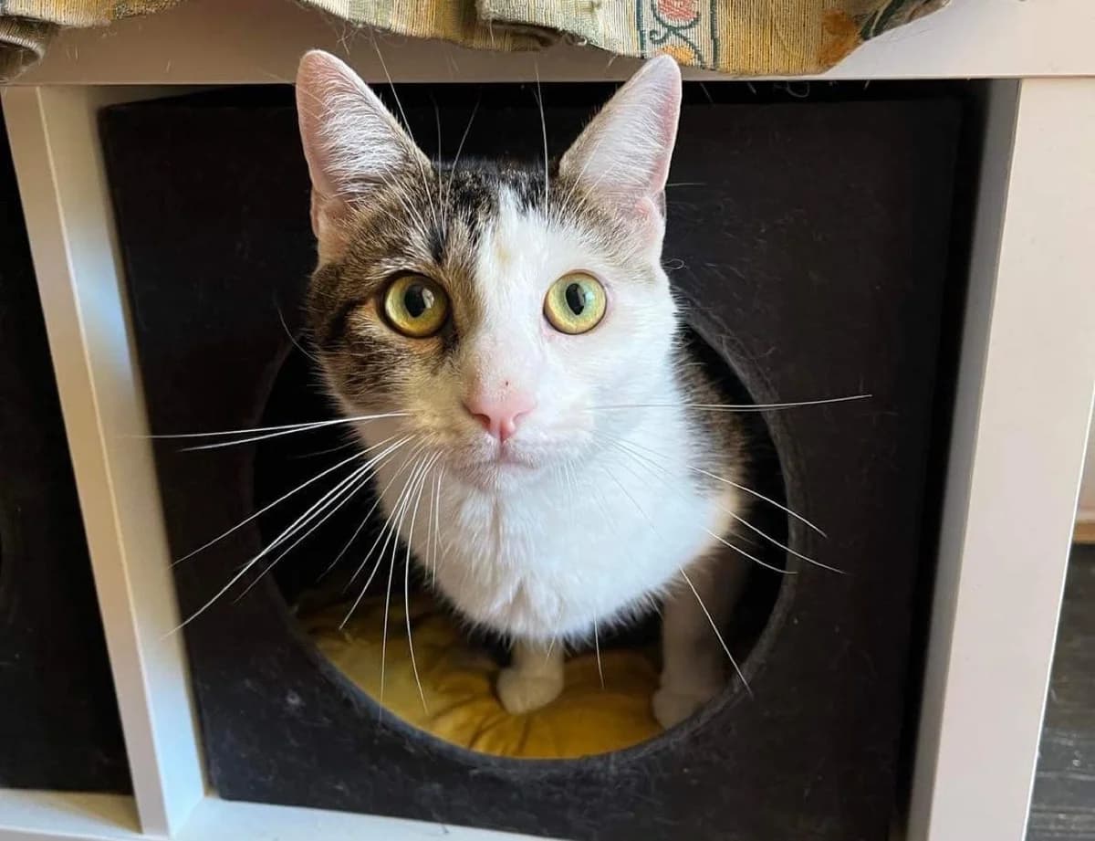 ASTERIX und OBELIX suchen neuen Dosenöffner! 🐈🐈, male Mixed Breed for adoption at Casa Animale e.V. — photo 2 of 8