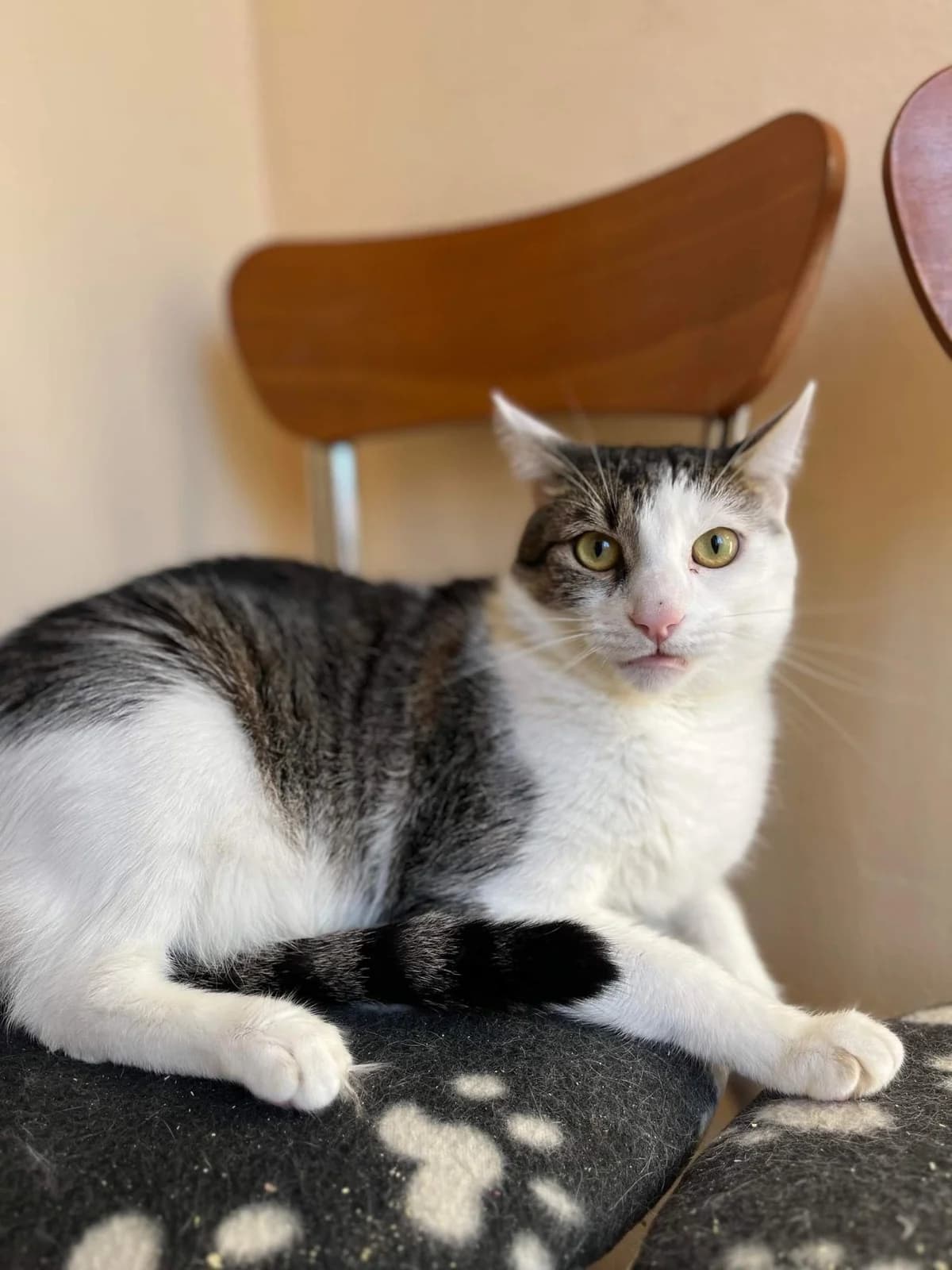 ASTERIX und OBELIX suchen neuen Dosenöffner! 🐈🐈, male Mixed Breed for adoption at Casa Animale e.V. — photo 3 of 8