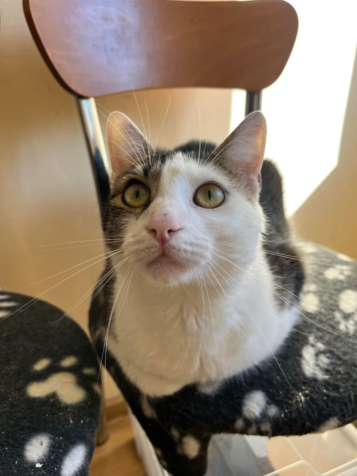 ASTERIX und OBELIX suchen neuen Dosenöffner! 🐈🐈, male Mixed Breed for adoption at Casa Animale e.V. — photo 4 of 8