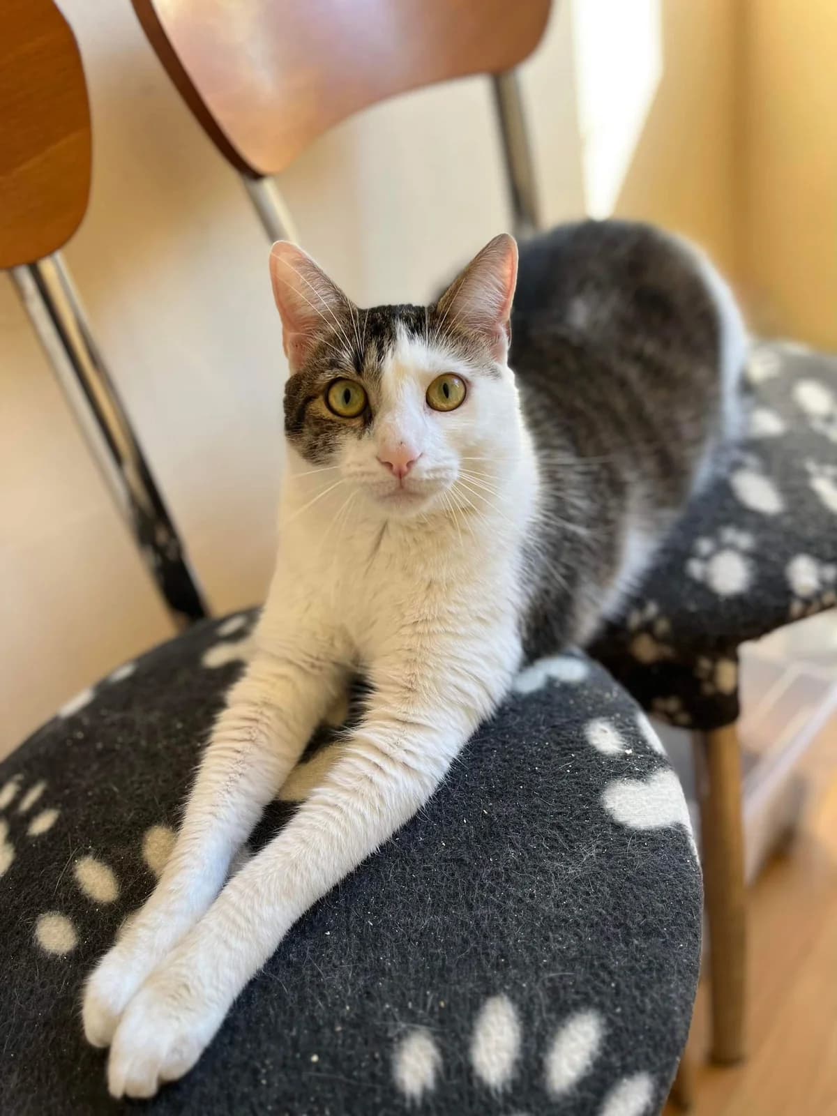 ASTERIX und OBELIX suchen neuen Dosenöffner! 🐈🐈, male Mixed Breed for adoption at Casa Animale e.V. — photo 5 of 8