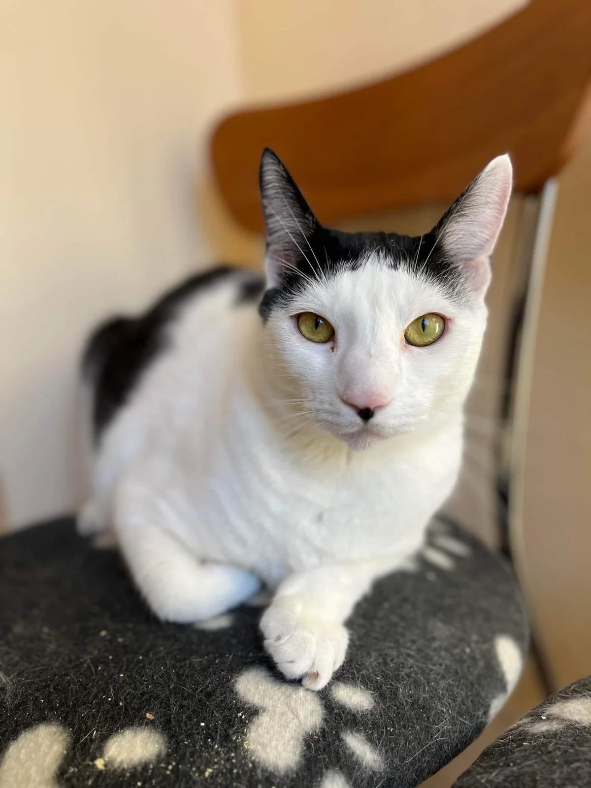 ASTERIX und OBELIX suchen neuen Dosenöffner! 🐈🐈, male Mixed Breed for adoption at Casa Animale e.V. — photo 6 of 8