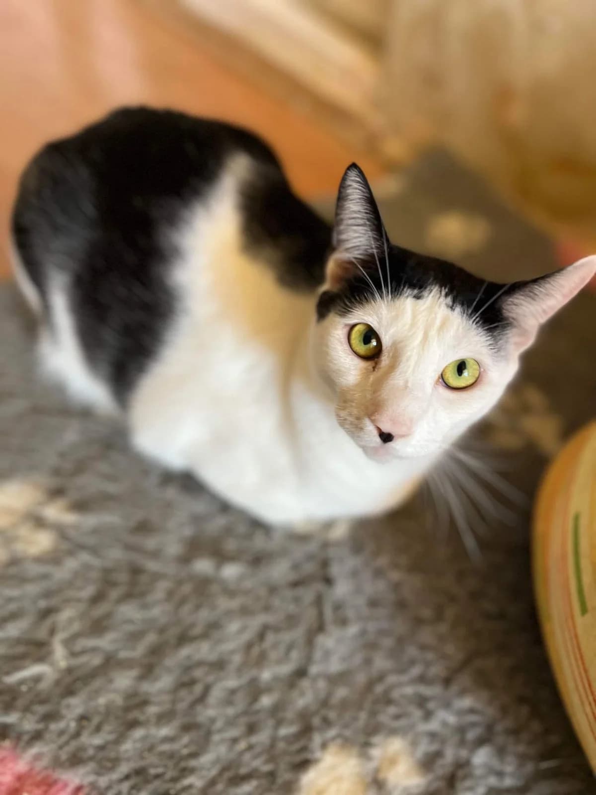 ASTERIX und OBELIX suchen neuen Dosenöffner! 🐈🐈, male Mixed Breed for adoption at Casa Animale e.V. — photo 7 of 8