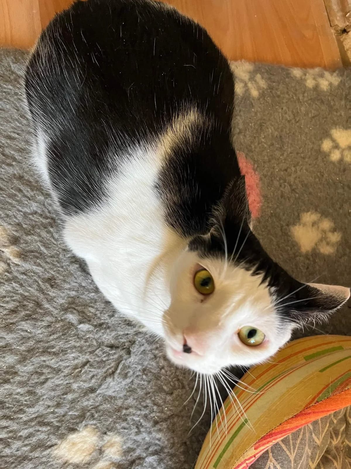 ASTERIX und OBELIX suchen neuen Dosenöffner! 🐈🐈, male Mixed Breed for adoption at Casa Animale e.V. — photo 8 of 8