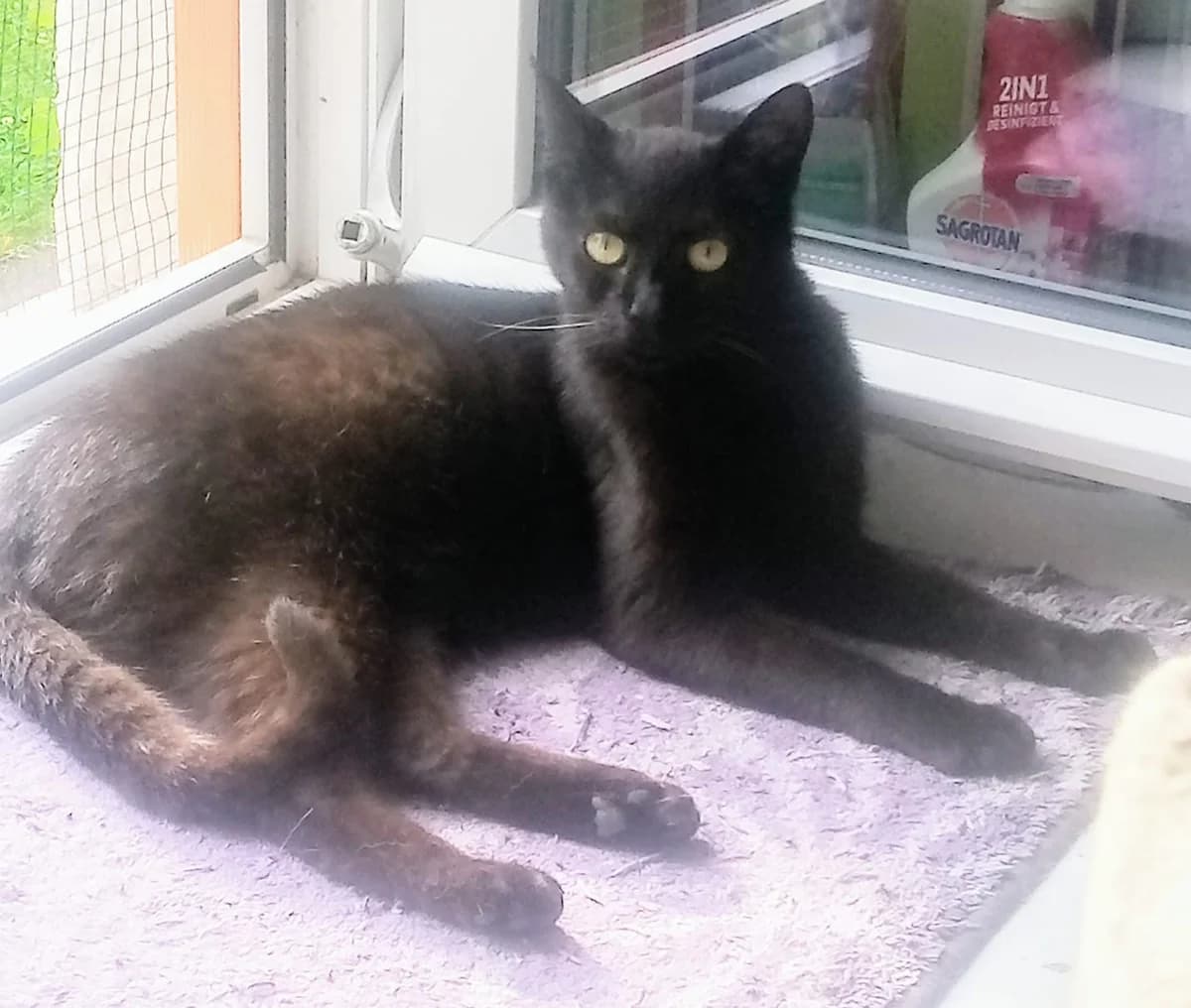 ODIN,  Mixed Breed for adoption at Casa Animale e.V.