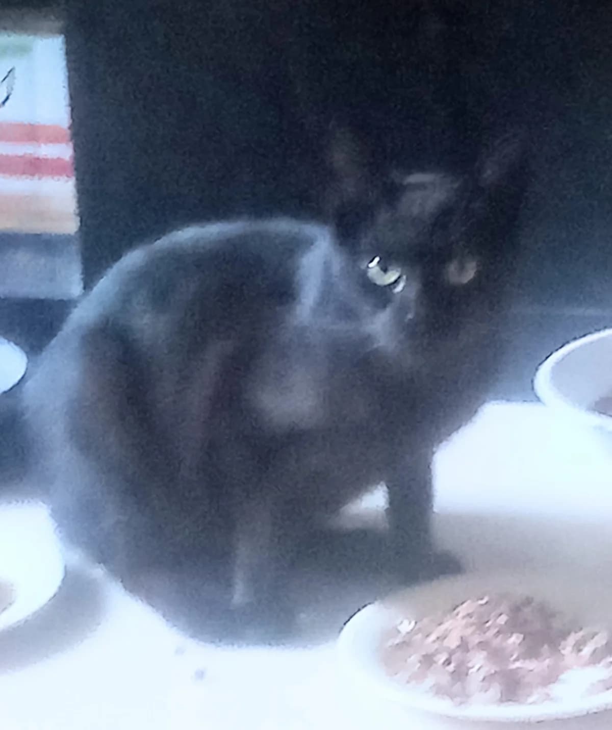 ODIN,  Mixed Breed for adoption at Casa Animale e.V. — photo 2 of 2