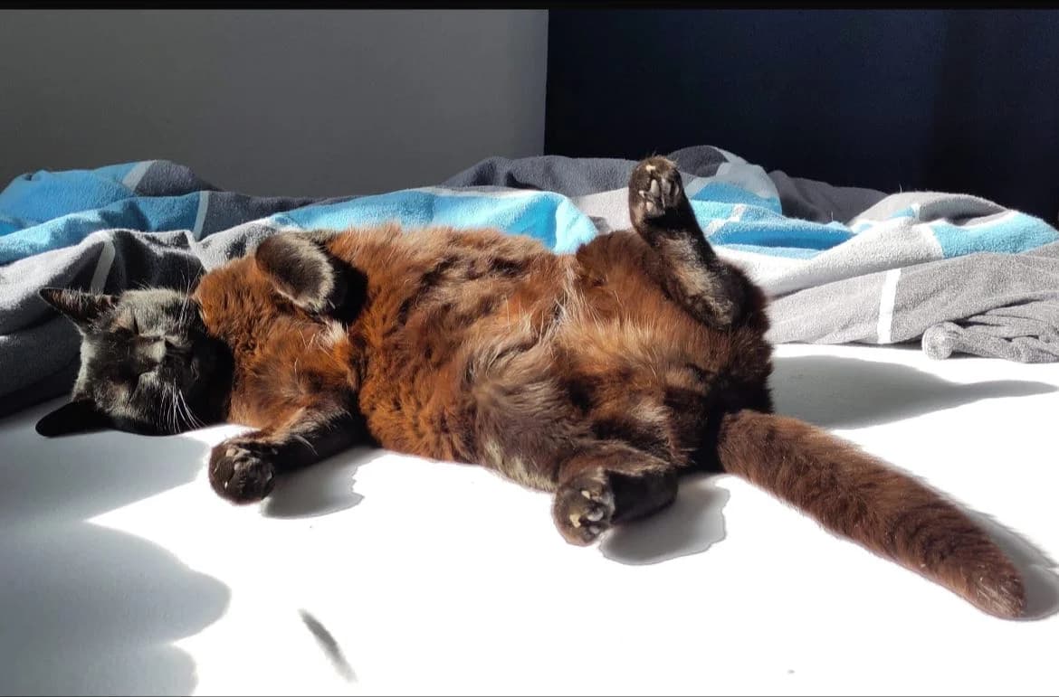 Vermittlungshilfe!! ❤️, male Mixed Breed for adoption at Casa Animale e.V.