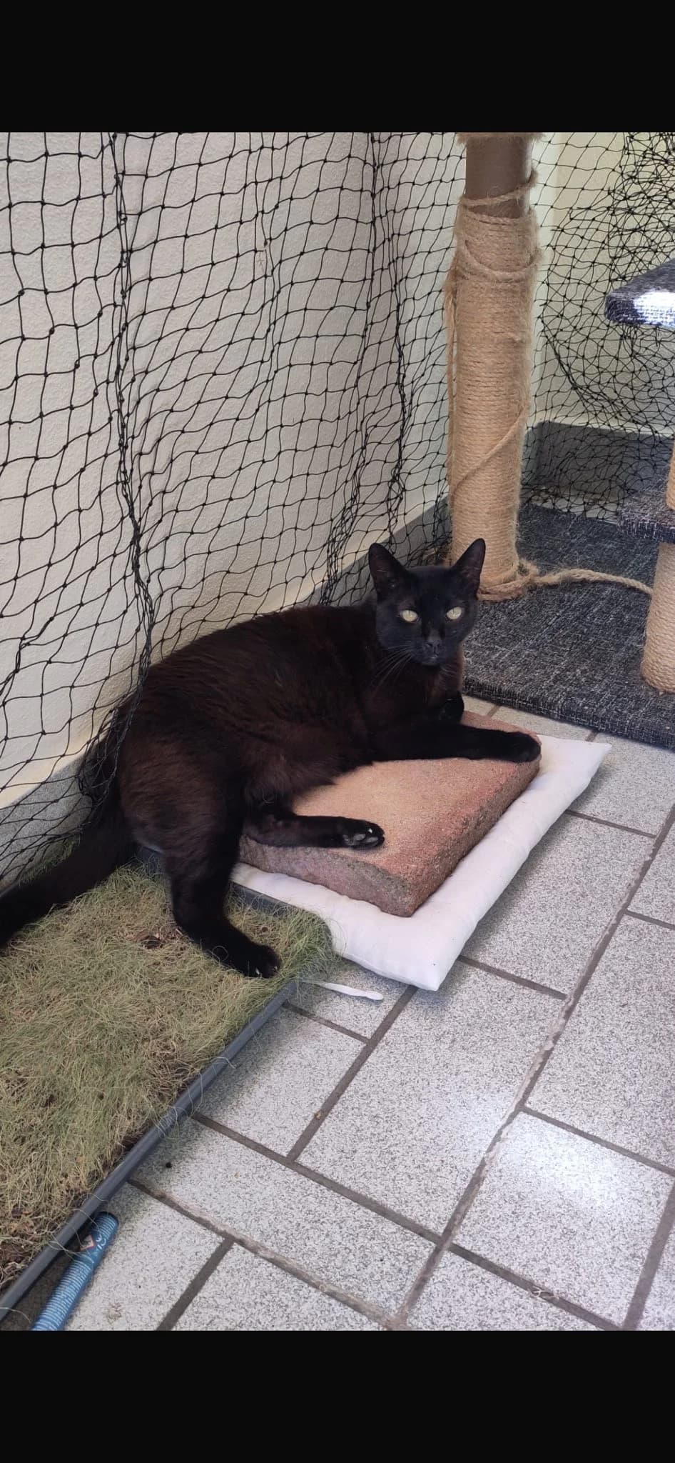 Vermittlungshilfe!! ❤️, male Mixed Breed for adoption at Casa Animale e.V. — photo 2 of 5