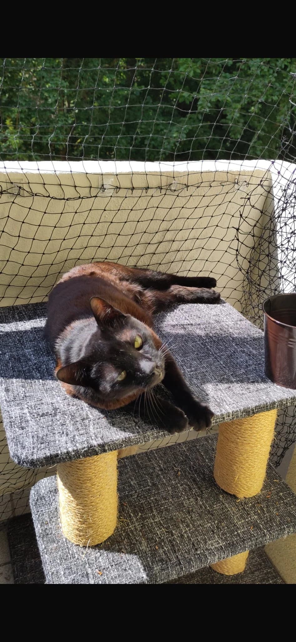 Vermittlungshilfe!! ❤️, male Mixed Breed for adoption at Casa Animale e.V. — photo 3 of 5