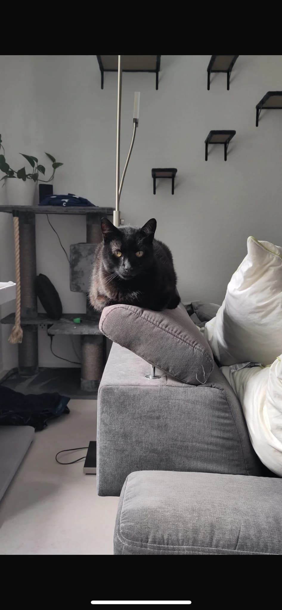 Vermittlungshilfe!! ❤️, male Mixed Breed for adoption at Casa Animale e.V. — photo 4 of 5