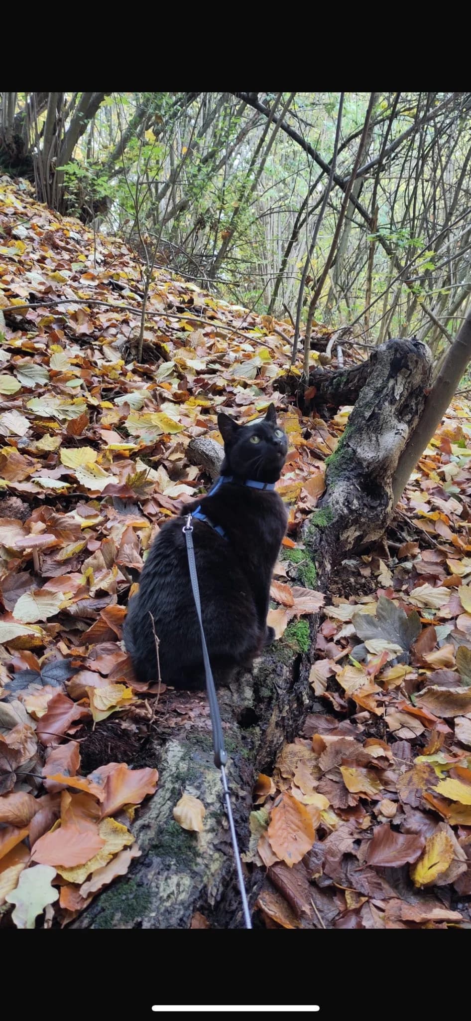 Vermittlungshilfe!! ❤️, male Mixed Breed for adoption at Casa Animale e.V. — photo 5 of 5