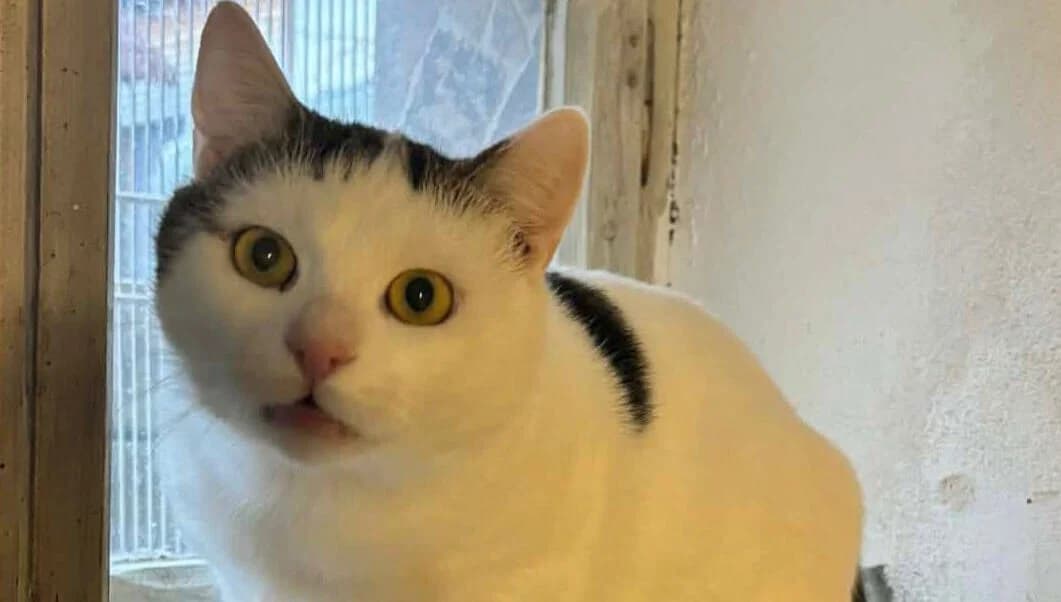 Mirco sucht seine Für-Immer-Menschen, Mixed Breed for adoption at Casa Animale e.V., Gefrees
