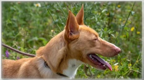 Bambi, male 3yo Mixed Breed for adoption at Casa Animales, Gutach