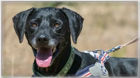 Amadeo, male 7yo Labrador Retriever for adoption at Casa Animales, Gutach