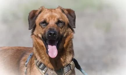 Caju, male young Mixed Breed for adoption at Casa Animales, Gutach