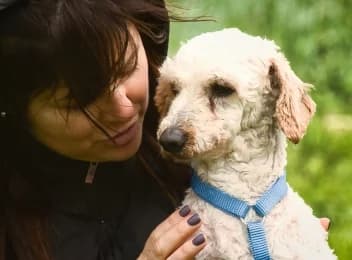 Bunny, male 5yo Poodle for adoption at Casa Animales, Gutach
