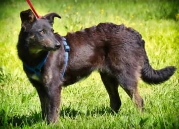 Amora, female Mixed Breed for adoption at Casa Animales, Gutach