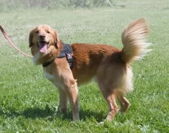 Baro, male 3yo Mixed Breed for adoption at Casa Animales, Gutach