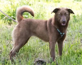 Amendoa, female Mixed Breed for adoption at Casa Animales, Gutach