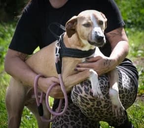 Bachi, male young Mixed Breed for adoption at Casa Animales, Gutach